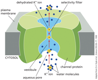 <p>What distinguishes ion channels?</p>