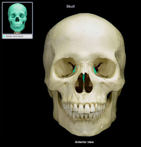 <p>Irregular shaped bone anterior to the sphenoid. forms the roof of the nasal cavity, upper nasal septum, and part of the medial orbit walls</p>