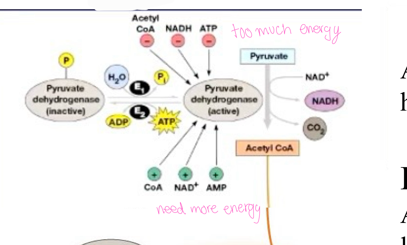 <p>E2= PDH kinase Activity increased by ___ ATP/ADP ratio</p>