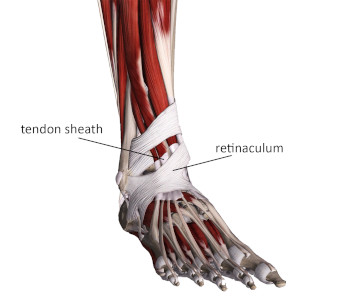 Tissue that tendons pass under 