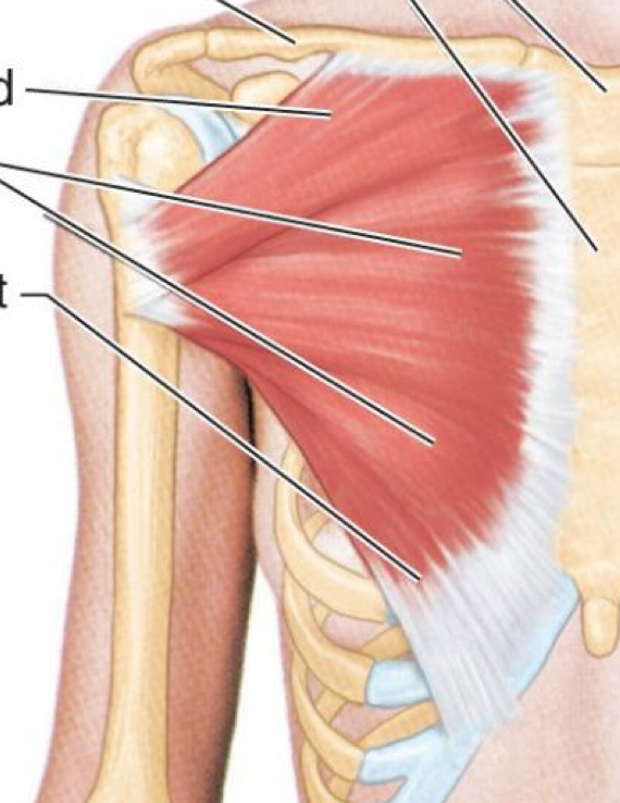 <p>Pectoralis Major</p>