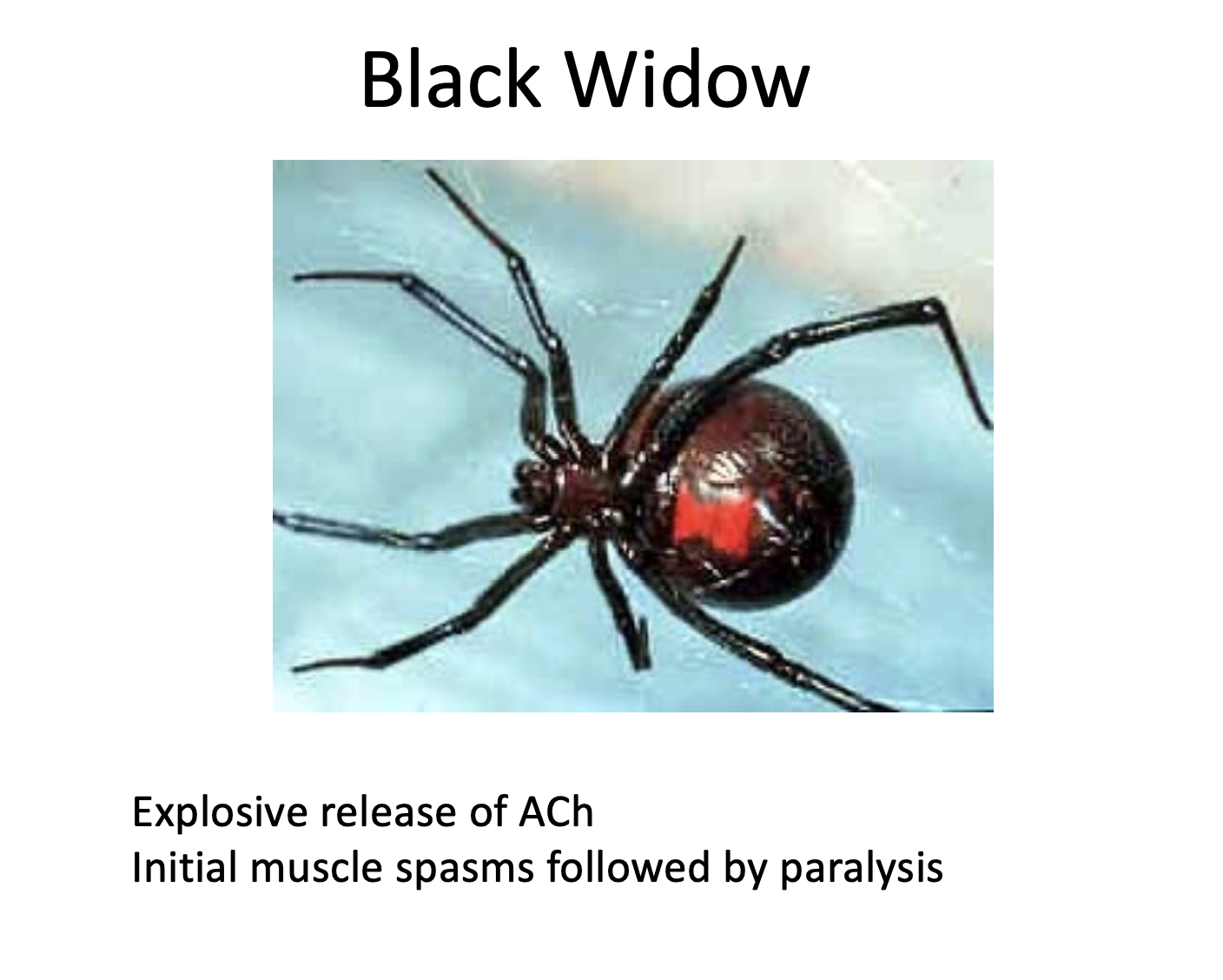 <p><span style="background-color: transparent;"><strong><span>Black Widow Venom:</span></strong><span> Causes an explosive, uncontrolled release of ACh, leading to initial spasms followed by paralysis.</span></span></p><p></p>