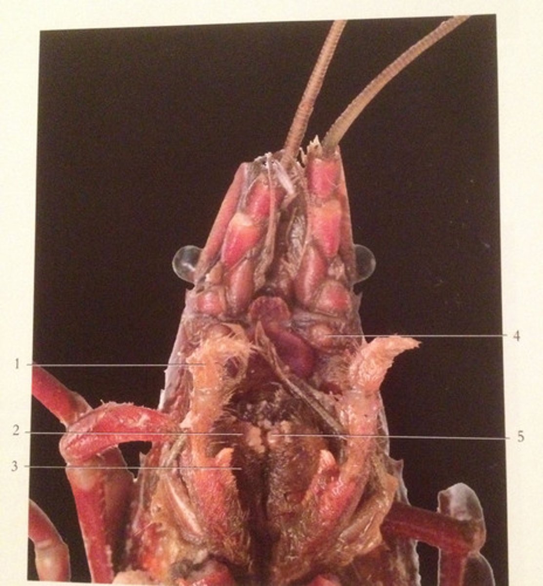 <p>Crustacea</p>