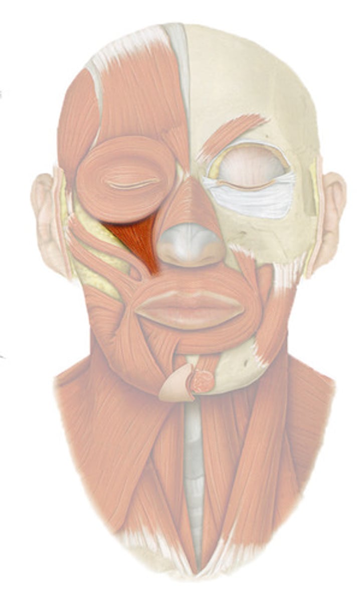<p>Origin: Inferior margin of orbit </p><p>Insertion: Orbicularis oris </p><p>Action: Elevates upper lip </p>