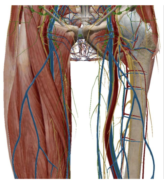 <p><strong>Support Systems for Muscle</strong></p>