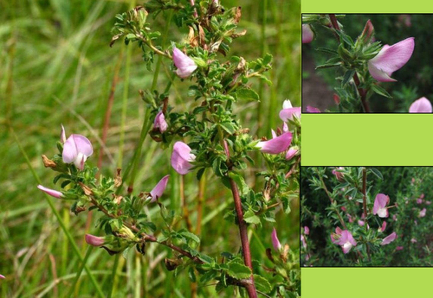 <p>welke plant</p>