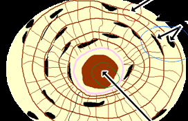 <p>osteocytes</p>