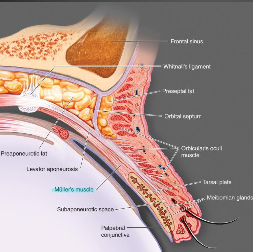 it holds the lid once its been lifted, smooth muscle