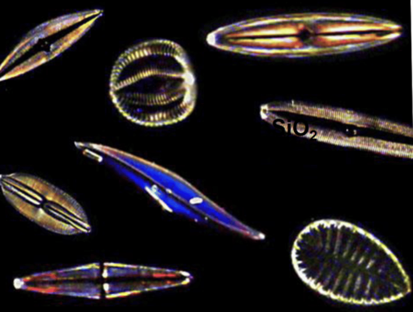 <p>Single cell algae. Abundant in cold nutrient rich surface waters at high lats and upwelling zones</p>