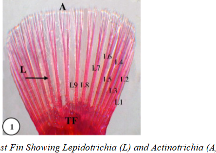 <p><u>part of fin rays: </u>can be in lepidotrichia or ceratotrichia fin rays to strengthen fin</p><ul><li><p>made of actinodins</p></li></ul><p></p>
