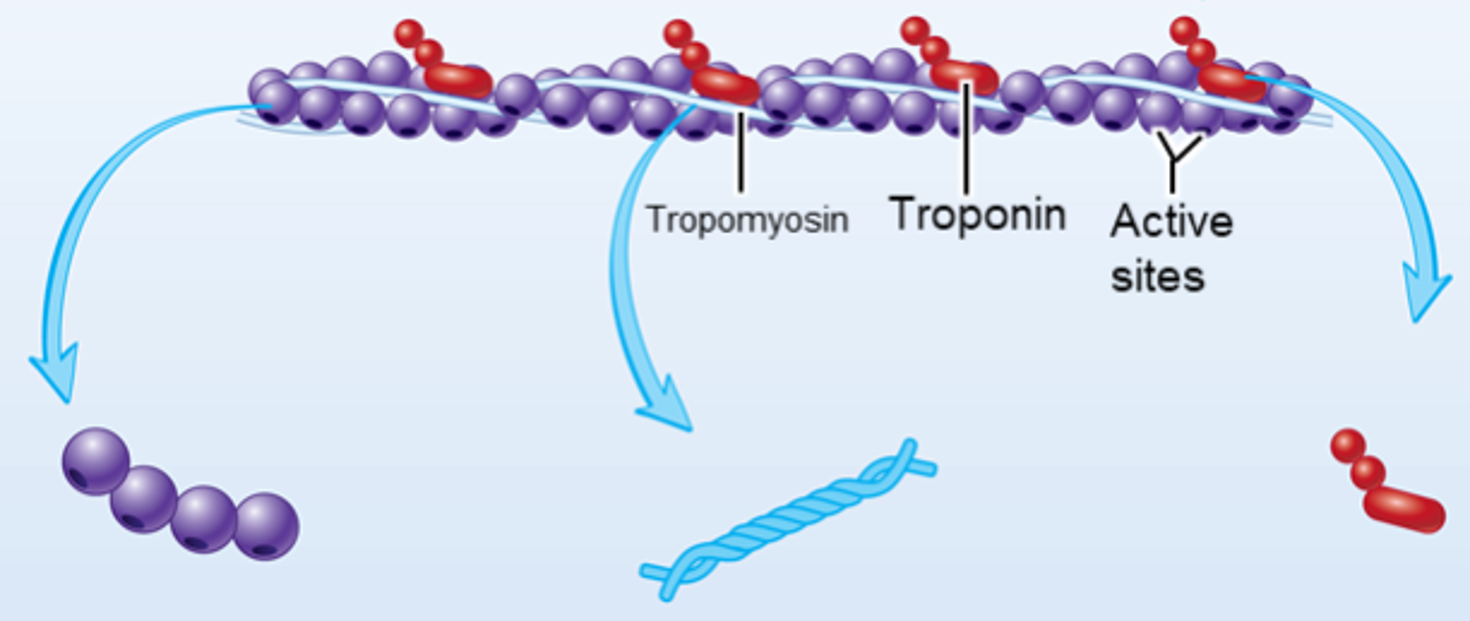 <p><strong>9.3: Skeletal Muscle Anatomy: Actin Myofilaments</strong></p><p><span>Globular protein molecules that, when bound together, form fibrous actin (F actin)</span></p>