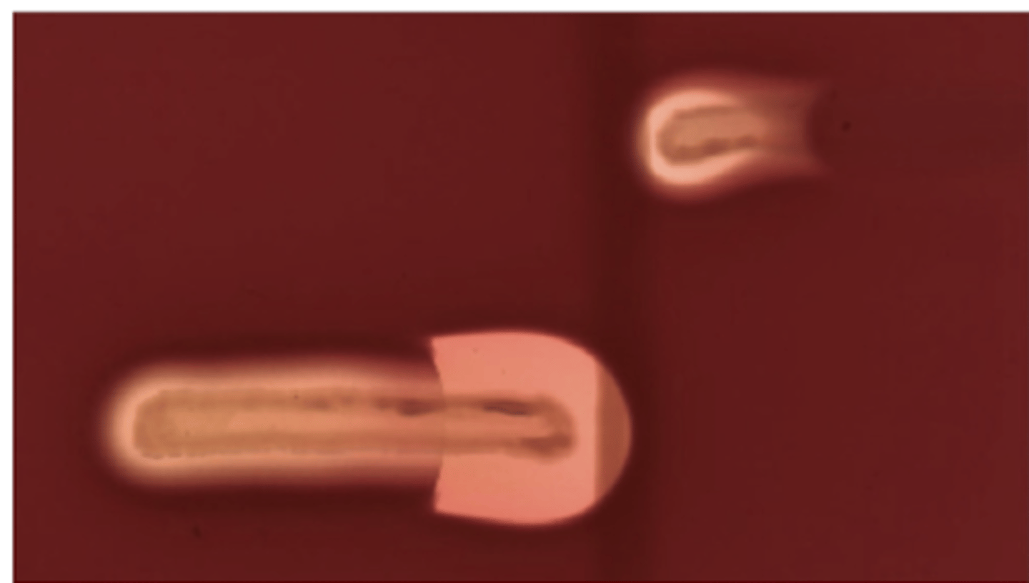 <p>cultivo:</p><p>- agar listeria de ottaviani y agosti O agar oxford</p><p>+ reacción de CAMP (hemolisis)</p>