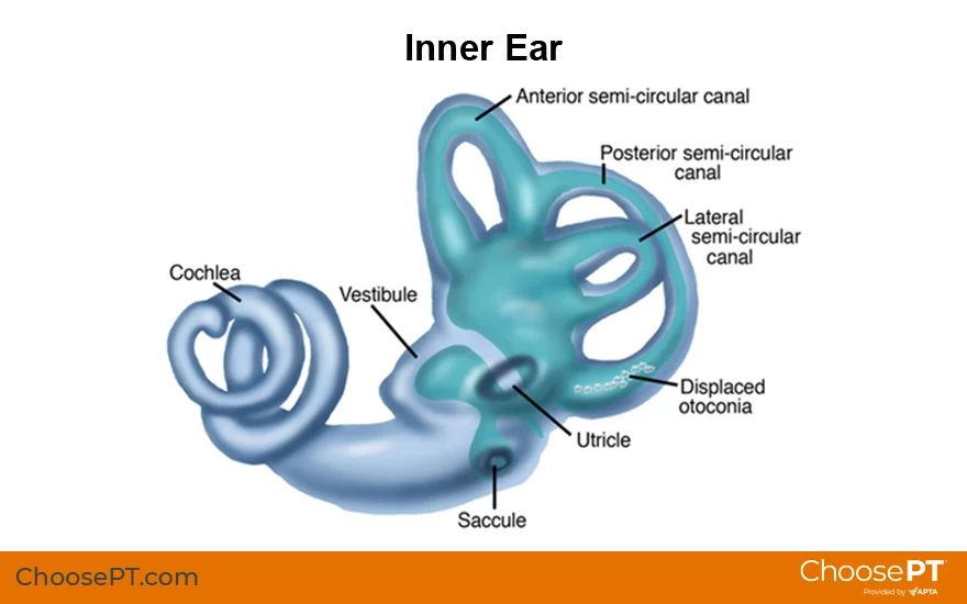 <p><strong>_____ Ear</strong></p><p>• Bony labyrinth</p><p>– Semicircular canals</p><p>– Vestibule</p><p>– Cochlea</p><p>• Membranous labyrinth</p><p>– Semicircular duct</p><p>     • Cristae ampullaris</p><p>– Utricle and saccule</p><p>     • Maculae</p><p>– Cochlear duct</p><p>     • Organ of Corti</p>