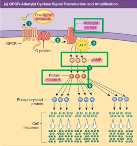 <ol><li><p>signal molecule binds to G protein coupled receptor, activating G protein</p></li><li><p>G protein activates adenylyl cyclase</p></li><li><p>adenylyl cyclase converts ATP to cAMP ( secondary signal)</p></li><li><p>cAMP activated protein kinase A</p></li><li><p>protein kinase A amplifies leading to a cellular response</p></li></ol><p></p>