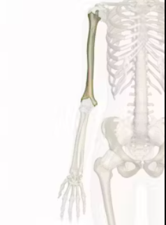 <p> The long bone in the upper arm that runs from the shoulder to the elbow, it aids in the movement of the arm and supports various muscles. </p>
