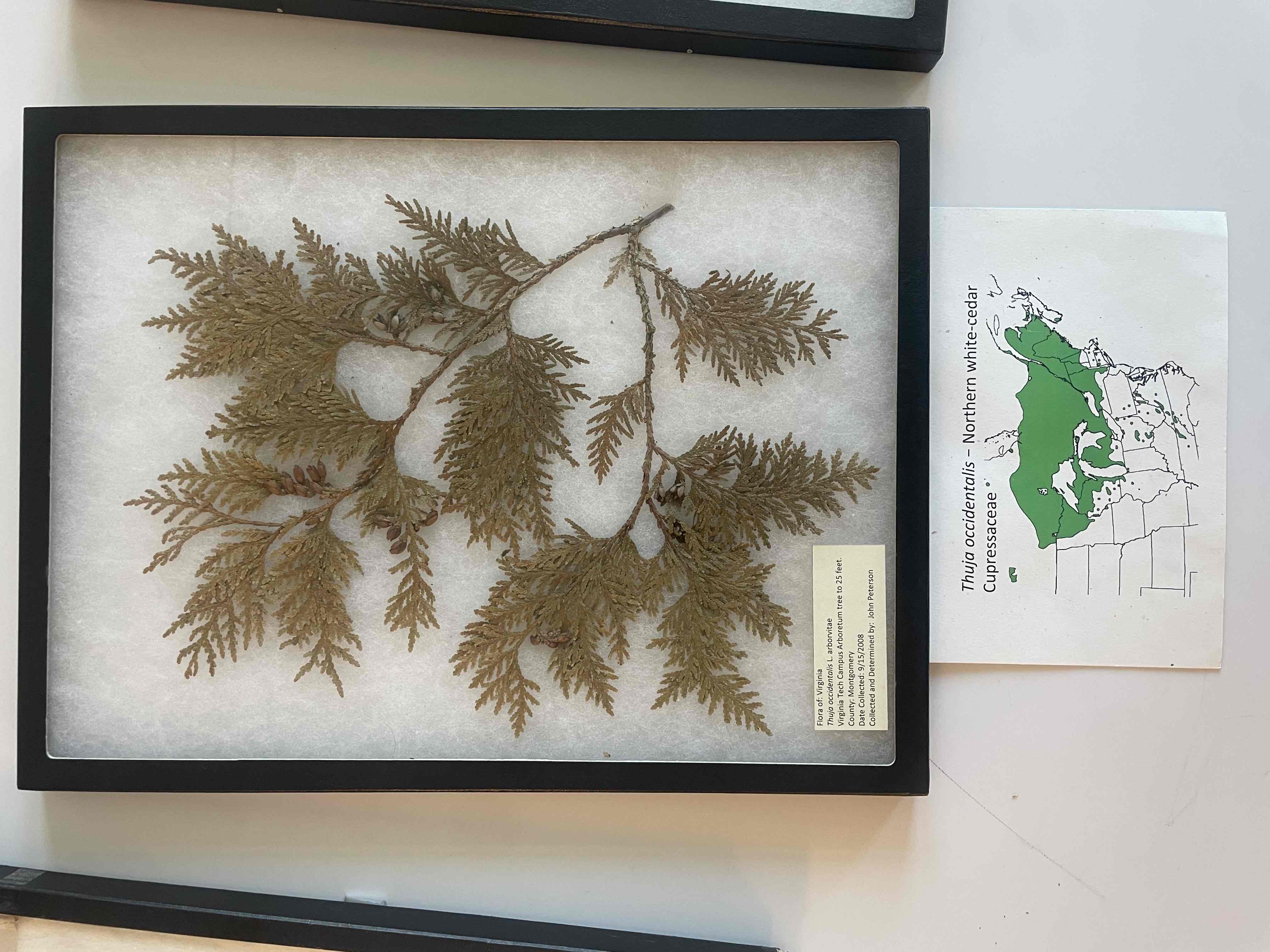 <p>Northern white-cedar</p>