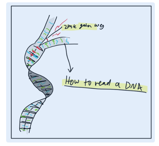 <p>Erkläre: Das Lesen einer Genetischen Information</p>