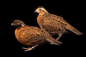 <p>Masked Bobwhite</p>