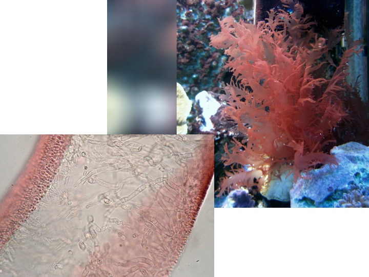 <p>The construction of this Genus of algae is:</p><p>Uniaxial</p><p>Multiaxial</p>