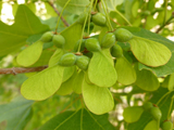 <p>Acer grandidentatum<br>(Soapberry)</p>