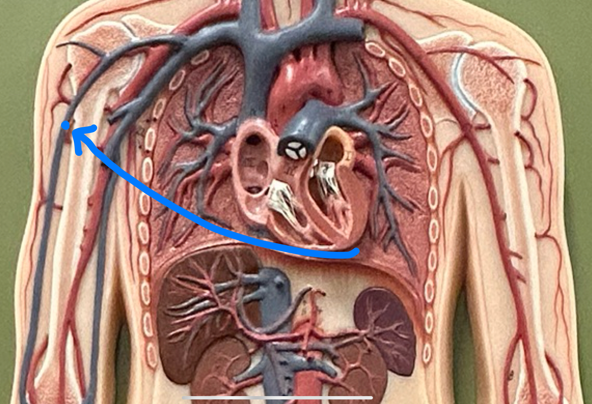 knowt flashcard image