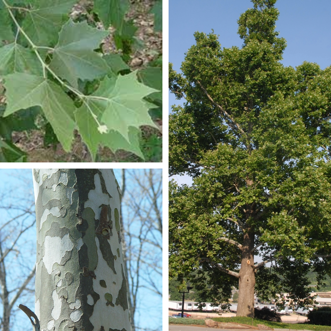 Sycamore:

maple like leaves but alternate, leaf like projections on twigs (stipules), buds hidden under petiole. Giant, rougher bark at base, camouflage like  bark as you move up