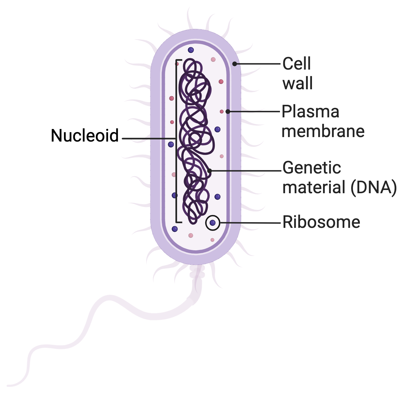 <p>cells that lack a nucleus and membrane-bound organelles, typically smaller than eukaryotic cells. </p>