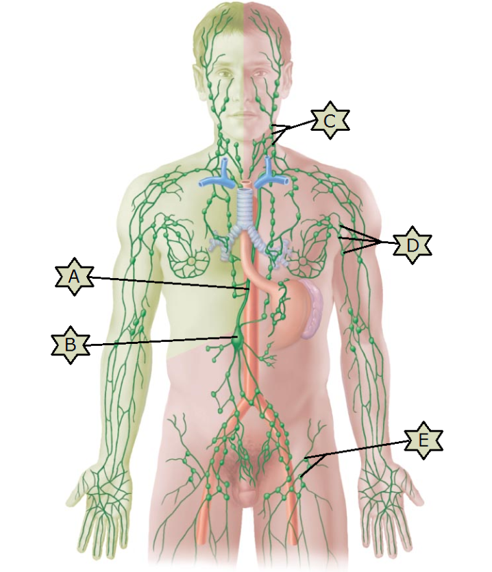 <p>What is “A”?</p>