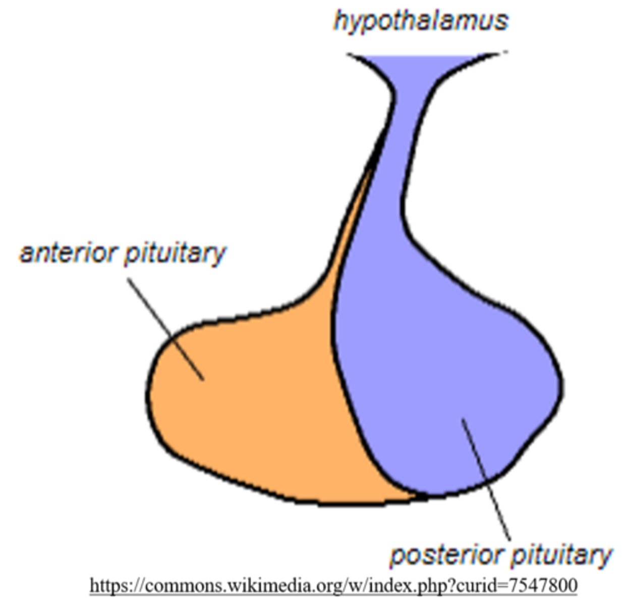 <p>anterior and posterior</p>