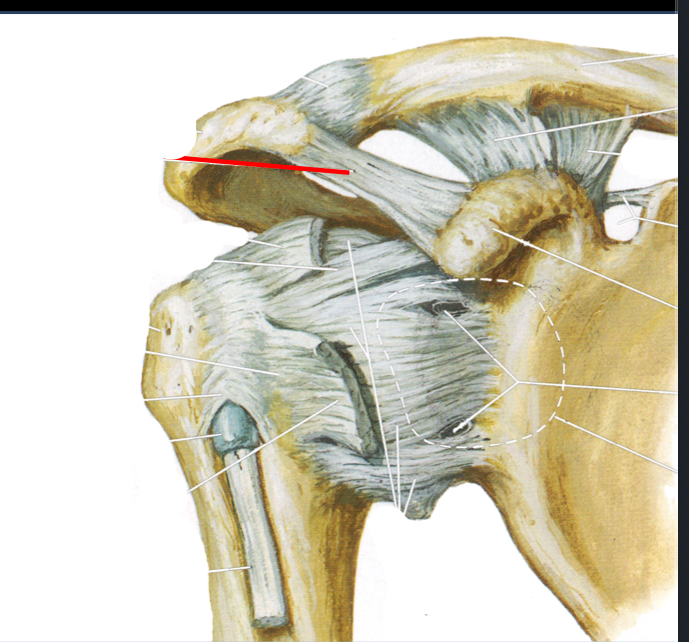 <p>The "weak point" of the glenohumeral joint refers to anatomical areas, such as the inferior region, where the joint capsule is less reinforced by ligaments. This makes it more susceptible to dislocations and instability. Impact typically travels up to the superior muscles and medial/superiorly placed ligaments, and travels back down inferiorly which is why anterior dislocations are the most common.</p>