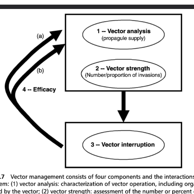 <p>Vector analysis: # of propagules vector introduced</p><p>Vector strength: # of successful invasions from vector</p><p>Vector interruption: How to stop it from being a vector</p><p>Efficiency: How well an interruption works</p><p>Vector analysis and strength are used to determine an interruption. Test this out and determine its Efficiency and repeat the cycle.</p>