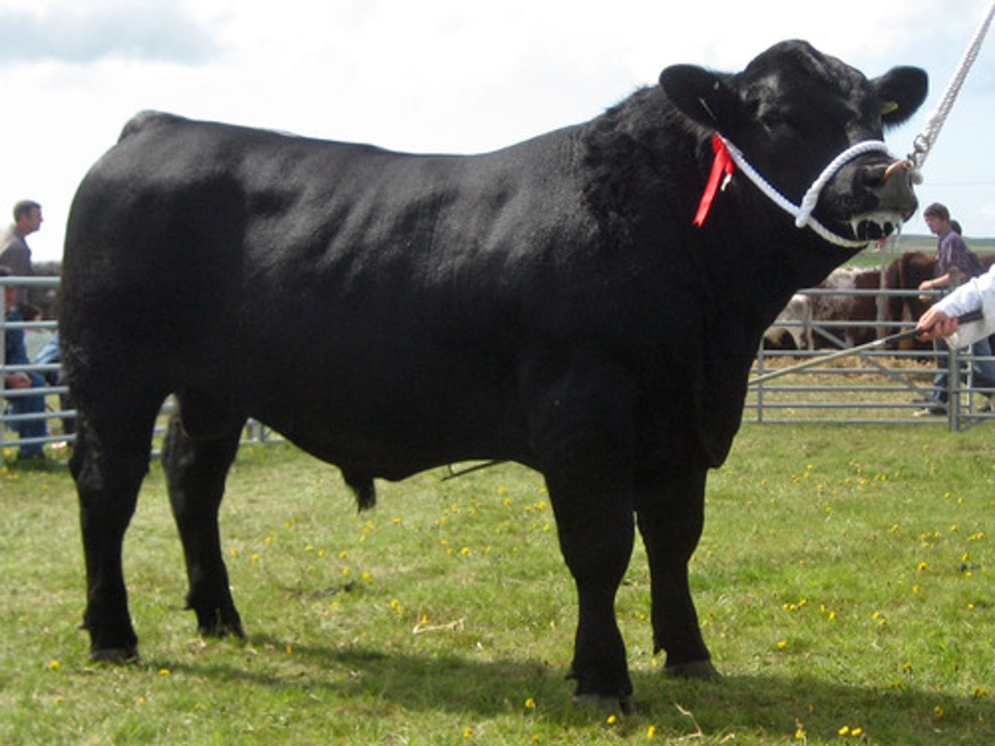<p>- Beef production<br>- All black<br>- Hardy and adaptable<br>- Good sire for dairy herds as easy calving<br>- Naturally polled</p>