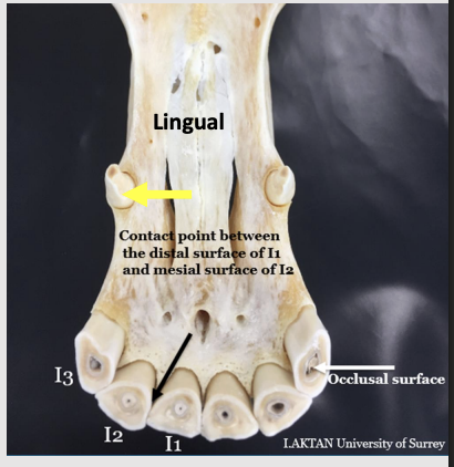 <p><strong>mesial </strong>- surfaces of the incisor teeth that are toward the middle or median plane of the mouth</p><p></p><p>rostral surface of the C,P, M teeth</p><p></p><p><strong>distal-</strong> surface of the incisor teeth that is away from the middle or median plane of the mouth </p><p>caudal surfaces of the C,P,M teeth</p>