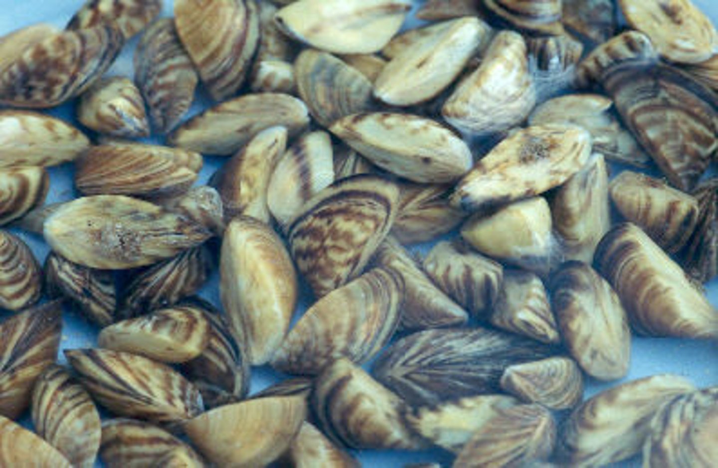 <p>a small freshwater bivalve mollusk with zigzag markings on the shell, sometimes becoming a pest because it blocks water pipes.</p>