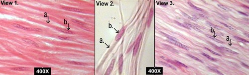 <p>http://nhscience.lonestar.edu/biol/tissue.html</p>