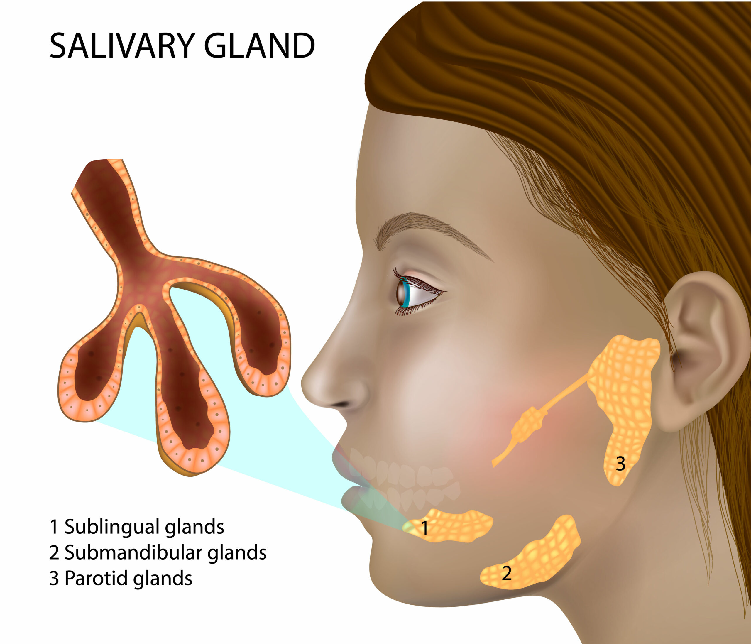 <p><span style="color: rgb(43, 49, 80)">Which of the following salivary glands primarily contributes to the production and secretion of saliva?</span></p><p></p><p><span style="color: rgb(43, 49, 80)">The </span><strong>submandibular glands produce ⅔ of the saliva.</strong></p>