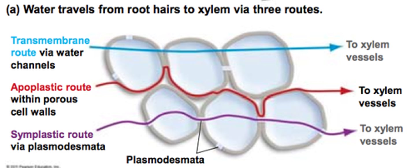 <p>Water moves through the cell cytoplasm.</p><p>Then passes through plasmodesmata from one cell to the next by osmosis. continues pathway</p>