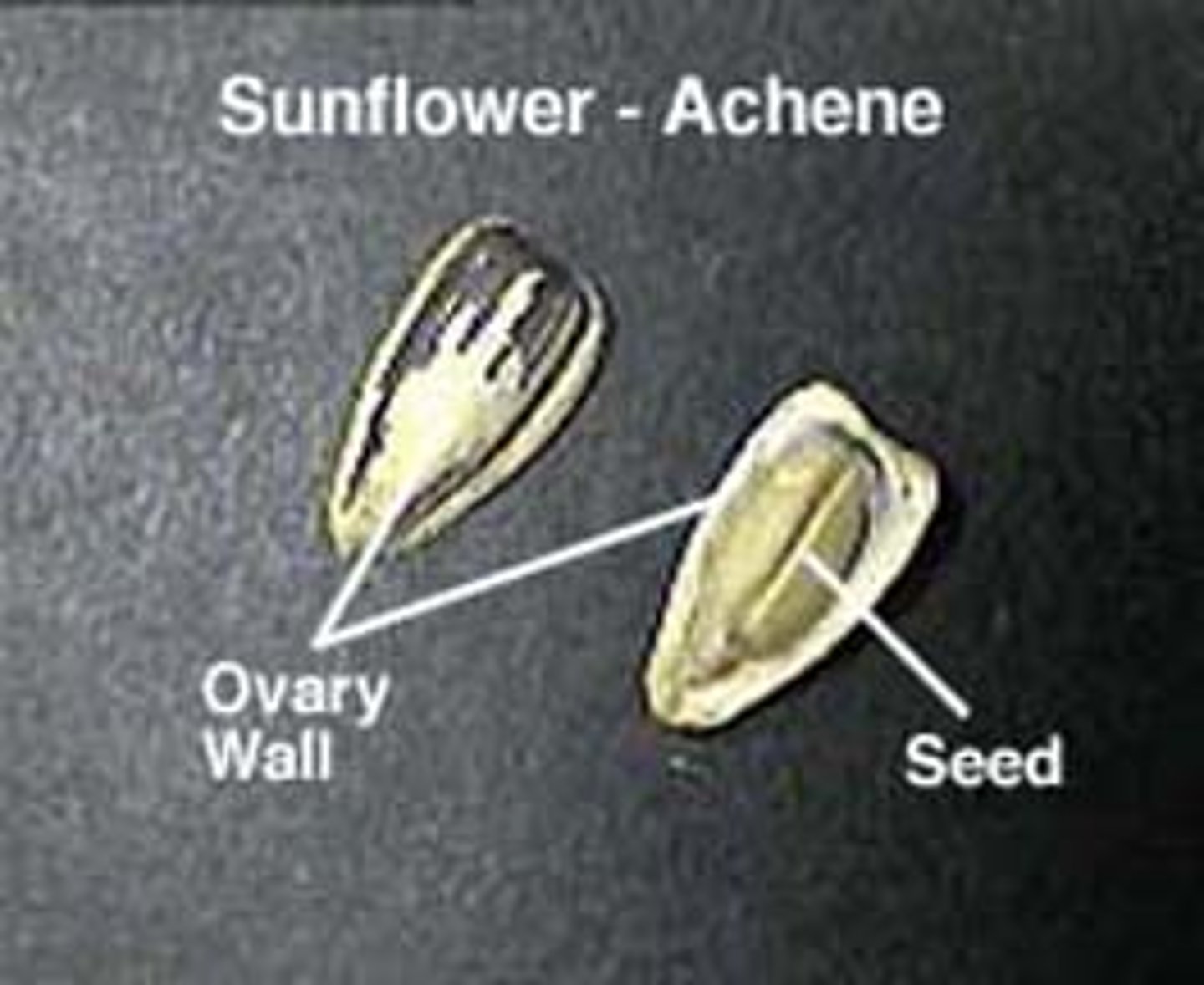 <p>(Indehiscent Fruit) single seeded fruit from superior ovary</p><p>EX: sunflower</p>