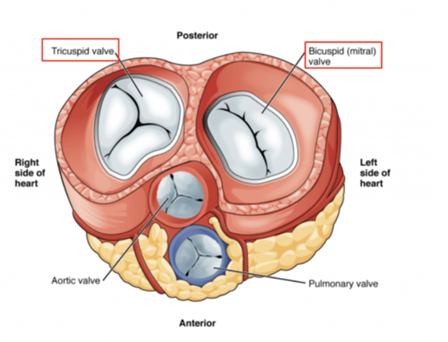 <p>. Tricuspid valve (right atrioventricular valve, 3 cusps)</p><p>. Mitral or bicuspid valve (left atrioventricular valve, 2 cusps)</p><p>AXIAL VIEW OF THE HEART</p>
