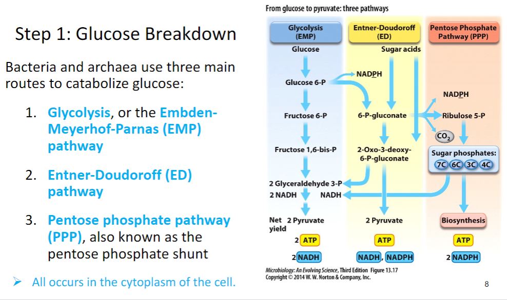 <p>Step 1 glucose breakdown</p>