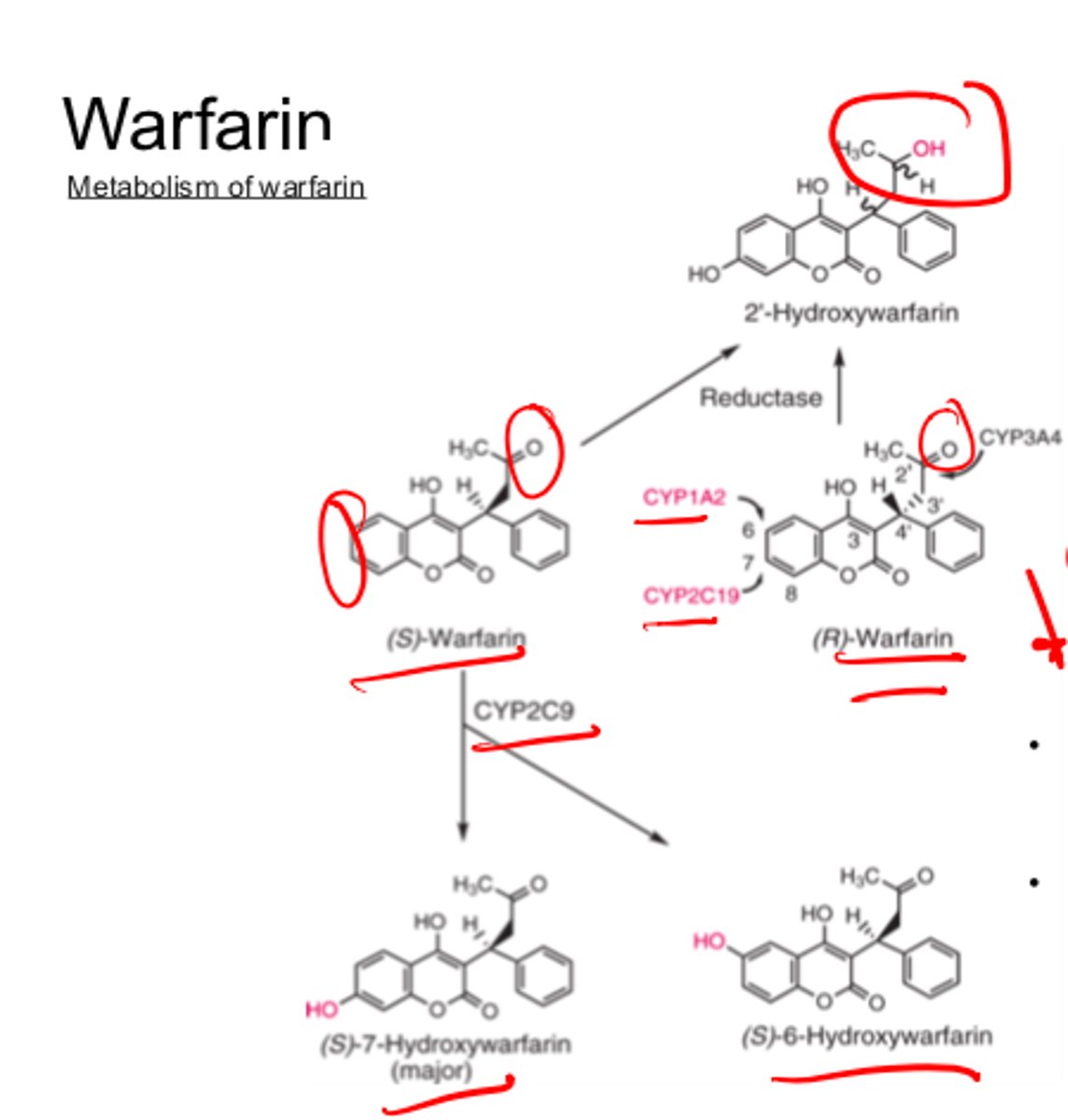 <p>- Warfarin</p><p>Everything is relatively metabolized / changed when excreted.</p>