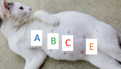 <p>What is C?</p>