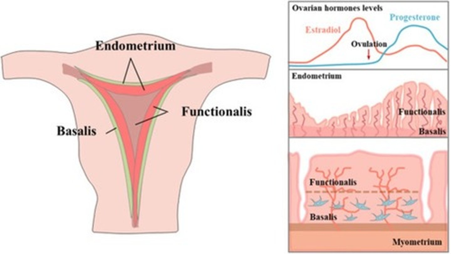 <p>What are the 2 layers of the endometrium?</p>