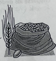 <p>the whole grains</p>
