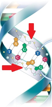 the sides of the DNA ladder (backbone) at the red arrows are the 
