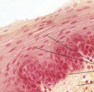 <ol><li><p><strong>Name the tissue type</strong></p></li><li><p><strong>Name the cell type</strong></p></li><li><p><strong>Know where it is found in the body</strong></p></li><li><p><strong>Know its function.</strong></p></li></ol><p></p>