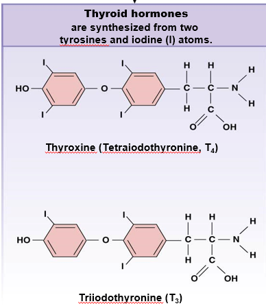 <p>made from 2 Tyr and iodine, behave like steroid</p><p><u><mark data-color="red">storage</mark></u>: made in advance, store in secretory vesicles</p><p><u><mark data-color="red">release from parent cell</mark></u>: transport protein</p><p><u>transport in blood</u>: carrier proteins</p><p><u>half-life</u>: long</p><p><u>receptor location</u>: nucleus</p><p><u>response</u>: gene activation, slow</p>