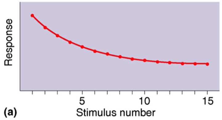 <p>decreasing responsiveness with repeated stimulation. As infants gain familiarity with repeated exposure to a visual stimulus, their interest wanes and they look away sooner.</p>