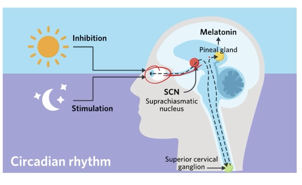 <ul><li><p>light is detected by the eyes </p></li><li><p>stimulates the SCN in the brain </p></li><li><p>SCN sends signald to the pineal gland </p></li><li><p>melatonin hormone is released to the brain </p></li></ul><p></p>