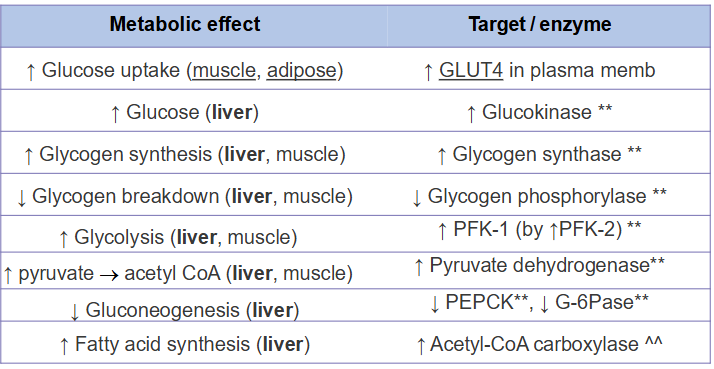 <p>Insulin Secretion</p>